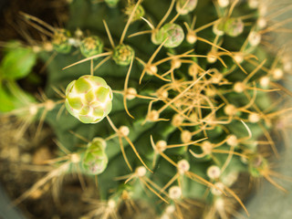 The Flower Bud of The Cactus