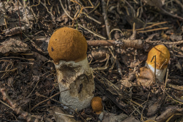 Leccinum mushroom in dark autumn forest
