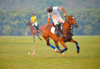 Horse Polo player use mallet hit polo ball