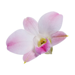 Naklejka na ściany i meble Pink Orchid [Dendrobium] on white back ground