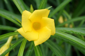 Fototapeta premium yellow Thevetia peruviana flower in nature garden