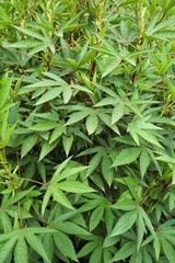 fresh green hibiscus sabdariffa tree in nature garden