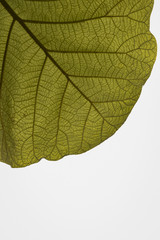 Naklejka na ściany i meble Part a Green Leaf with Brown Veins
