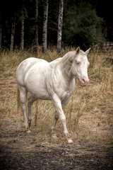 White horse in pasture.