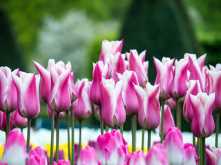 Pink and white tulips at Keukenhof Gardens in Lisse, Holland, the Netherlands