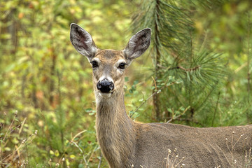 Brown deer in the forest.