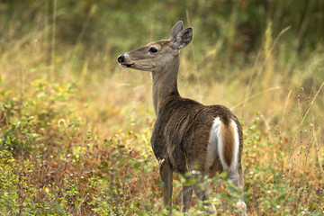 White tail deer walking in the brush.