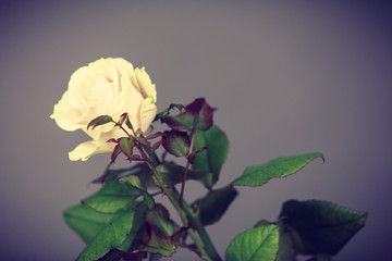 white rose flower on grey