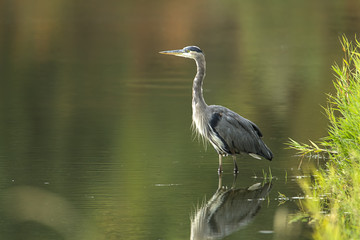 Great blue heron in water.
