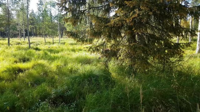 Brown Raindeer, Handheld pan view of a Rangifer tarandus tarandus, walking by the camera in the forrest, on a sunny autumn day, in Finnish Lappi, near pyhatunturi fjeld, in Lapland, Finland