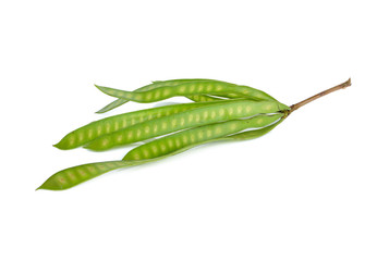 fresh leucaena pods with stem on white background