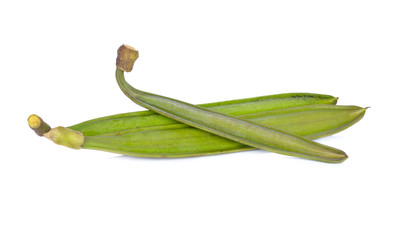 fresh damocles tree pod on white background