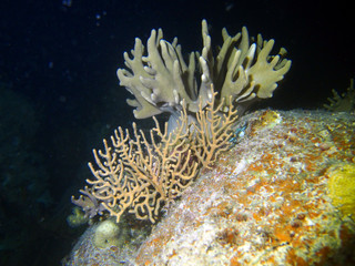 Naklejka na ściany i meble Coral reef area at Sabah, Malaysia