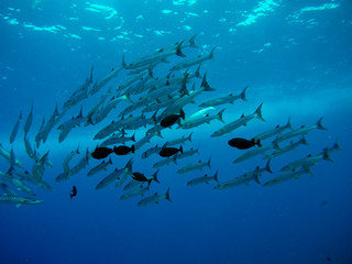 Fototapeta na wymiar School of barracudas in Sabah, Malaysia