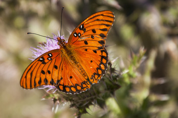 Fototapeta na wymiar Gulf Fritillary Butterfly