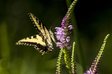 Yellow Swallowtail on Obedient Plant