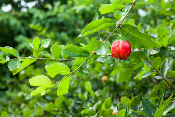 acerola plant and fruit