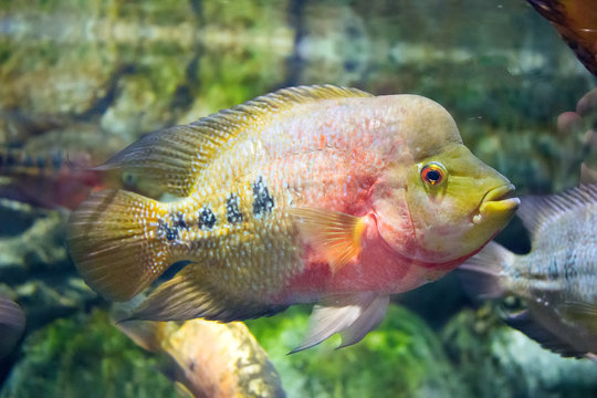 parrot fish (Scaridae sp), Sulawesi, Indonesia