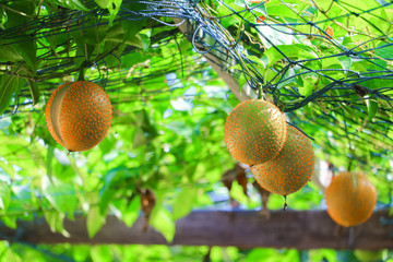 Baby Jackfruit , sweet gourd in garden.(  Momordica cochinchinensis (Lour) Spreng.)