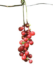 Berries of Far-Eastern plant (Schisandra chinensis) 20