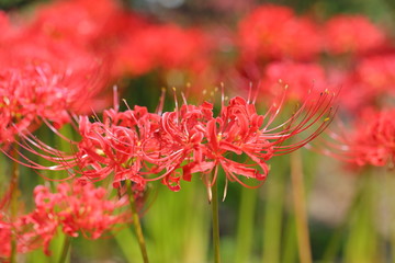 cluster amaryllis