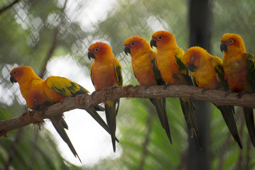 Sun conure parrots