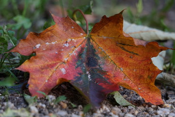 Herbstfärbung des Blattes eines Spitzahorns
