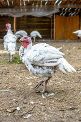 Turkey on a farm , breeding turkeys. White turkey portrait. Flock of Turkeys at the farm. Pasture raised turkey on a farm.