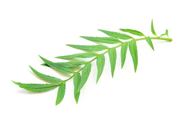 Marigold flower leaves on white background for decorative concept