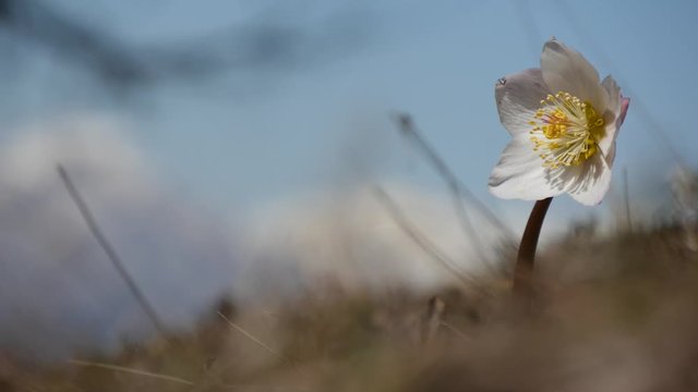 Anemoni in montagna