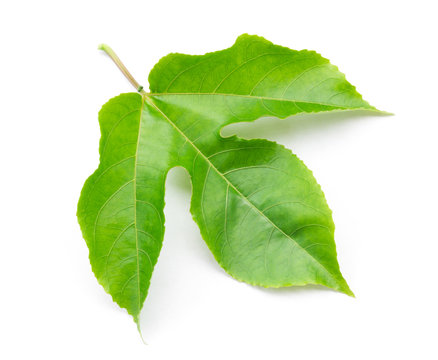 Fototapeta Green leaves of passion fruit on white background