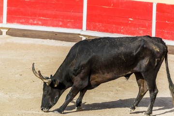 Course Camarguaise.