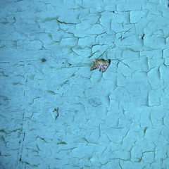 Metal texture covered with a turquoise old paint