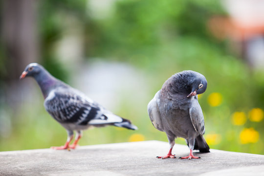 two homing pigeon against beautiful green blur background