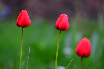 Red tulips on the street.