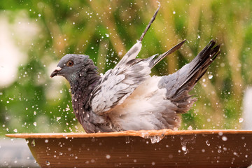 homing pigeon bathing in water jar