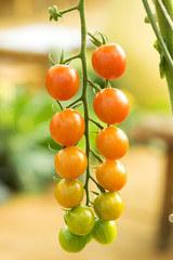 fresh tomatoes plants in the garden.