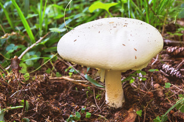 Large white mushroom growing in the forest among grass and moss with conifers