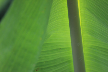 banana leaf