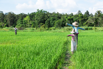 Scarecrows standing at green rice field with forest and blue sky background