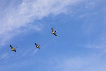 swarm of goose flying