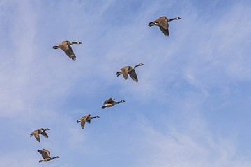 swarm of goose flying