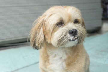 A cute little brown dog