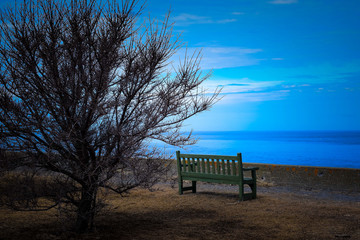 Fototapeta na wymiar Empty seat and a dead tree facing the sea