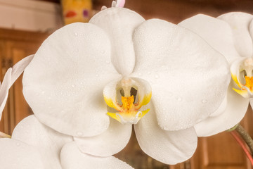 Obraz na płótnie Canvas orchidée blanche