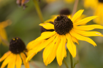 Yellow flower close up.