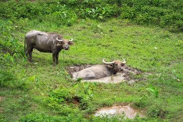 Swamp buffalo, Asian Buffalo in the swamp in the field at top north Thailand