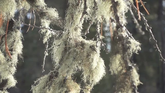 A thick beard lichen hanging on the tree branch 

