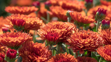 Chrysanthemum in garden