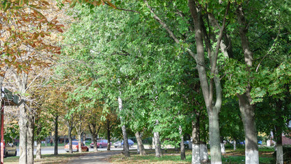 Autumn cityscape with yellowed leaves